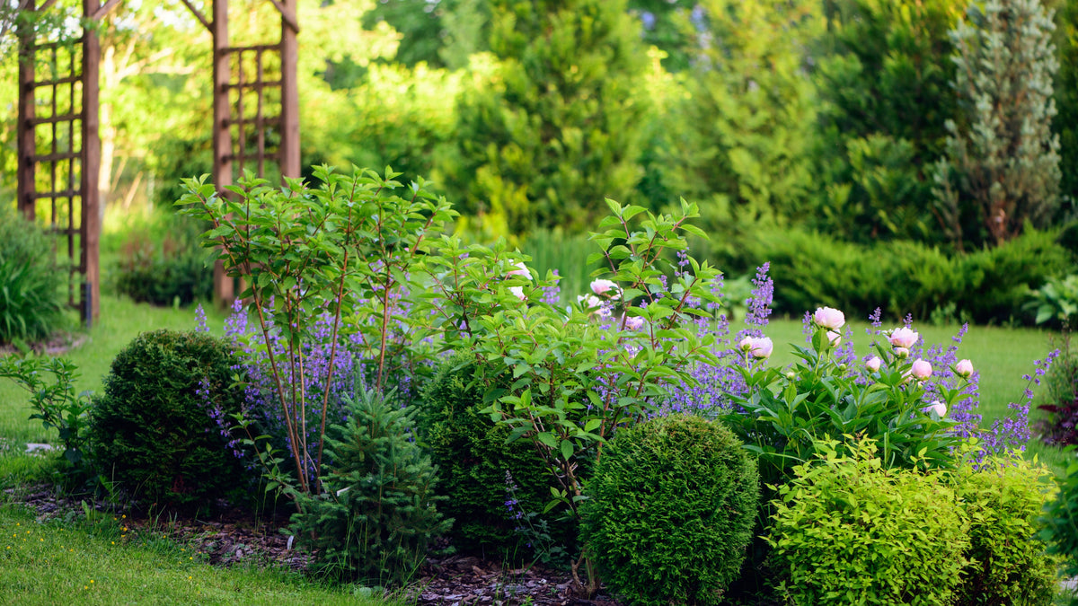 Ornamental Trees | Buy Quality Garden Trees Online