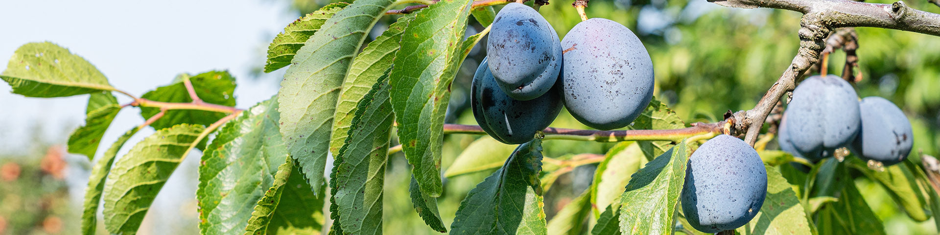 Plum tree with fruit on