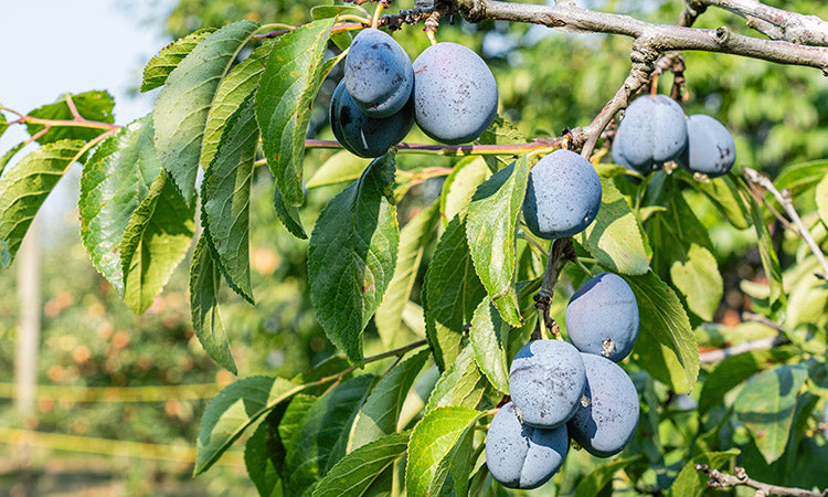 Plum tree with fruit on