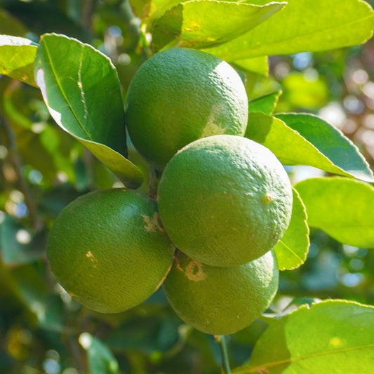 Lime citrus tree