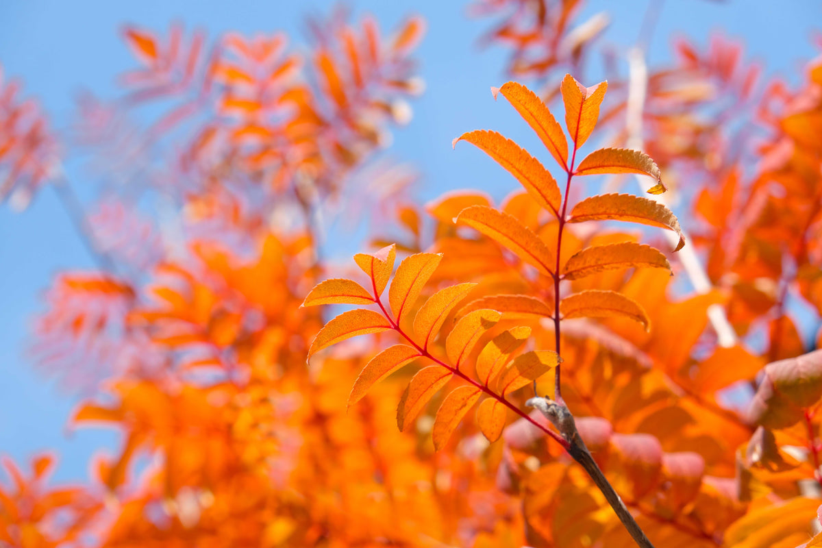 Special Offers on Trees & Shrubs Online | Sale | Ornamental Trees