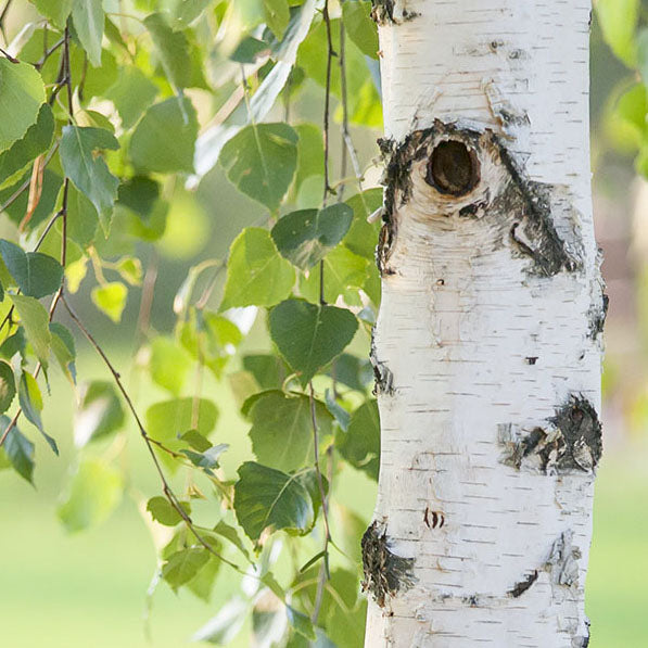 Birch With Beautiful Bark