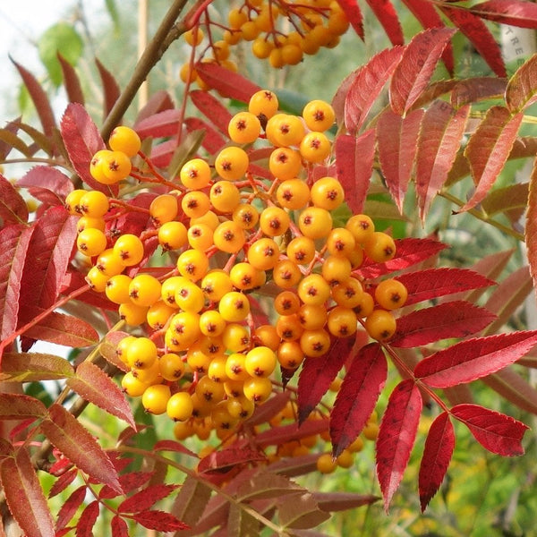 Auburn  酋長sporeling③ sorbus-aucuparia-autumn-spire-