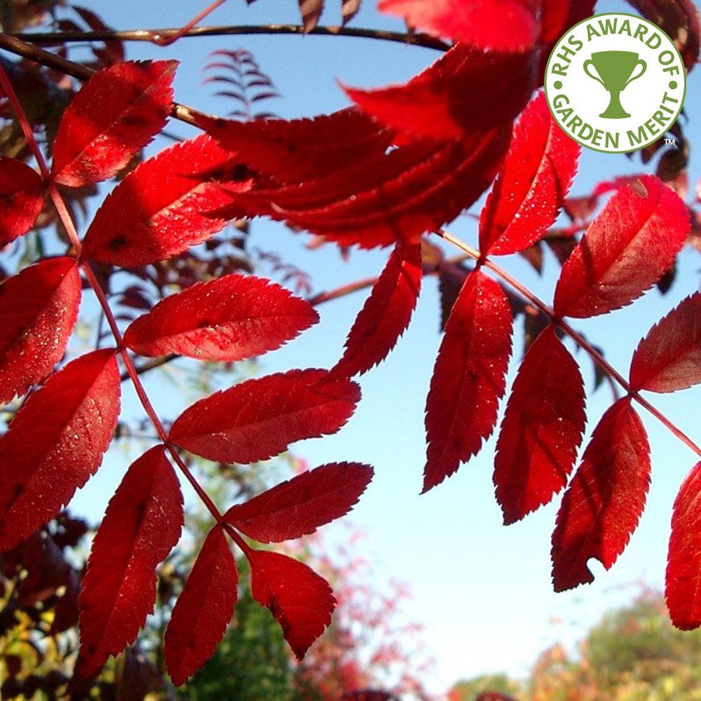 Parratio Tree Parrotia persica Vanessa | Persian Ironwood Tree | Ornamental Trees