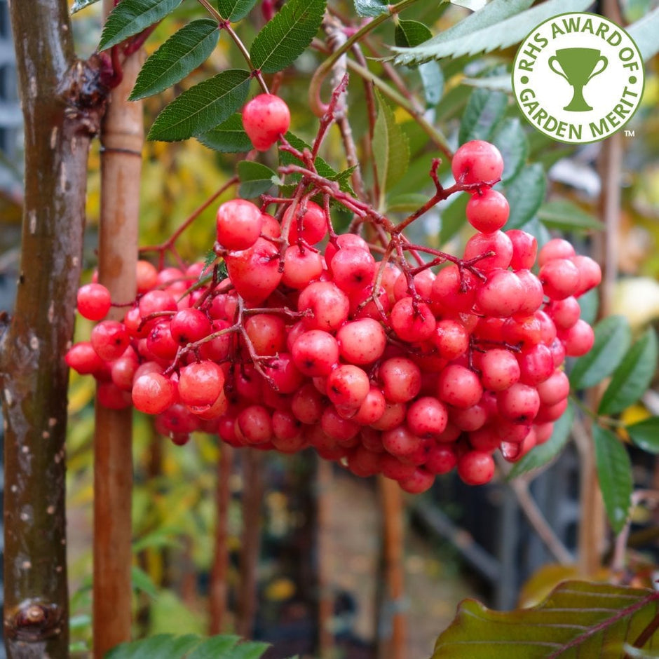 Rowan Trees | Sorbus | Mountain Ash | Ornamental Trees