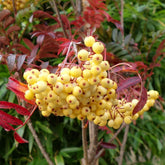 Rowan Trees | Sorbus | Mountain Ash | Ornamental Trees