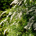 Bush, 60-90cm, 12L pot