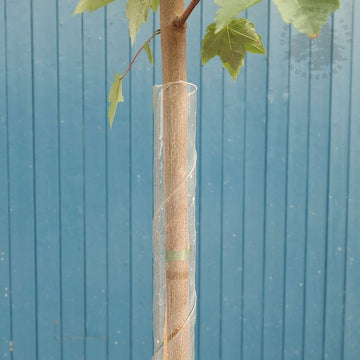 Spiral rabbit guard for tree