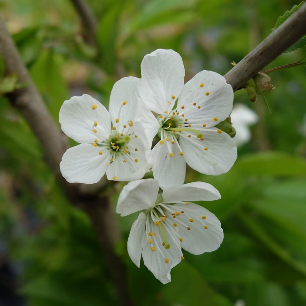 Chel Tree Stella Cherry Tree | Sweet Eating Cherries | Ornamental Trees
