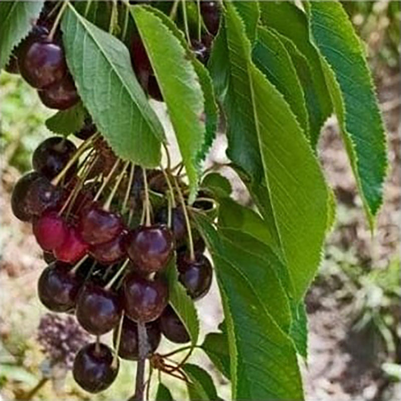 Chel Tree Stella Cherry Tree | Sweet Eating Cherries | Ornamental Trees