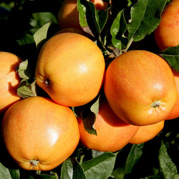 Surprize Apple tree