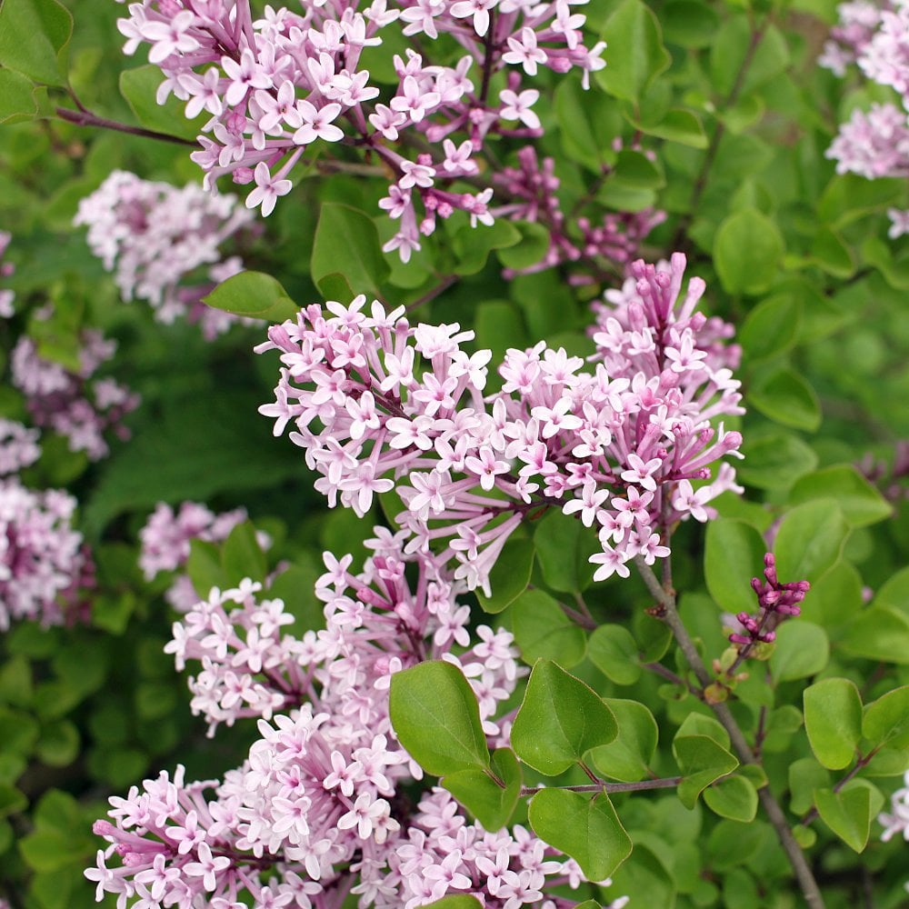 Lilac Trees & Bushes | Syringa For Sale | Ornamental Trees