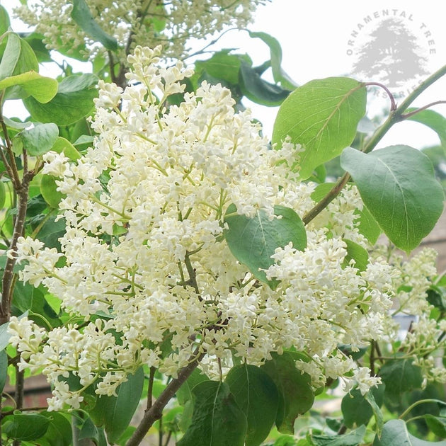 Syringa Tree Roots Syringa pekinensis China Snow | White Peking Lilac | Ornamental Trees