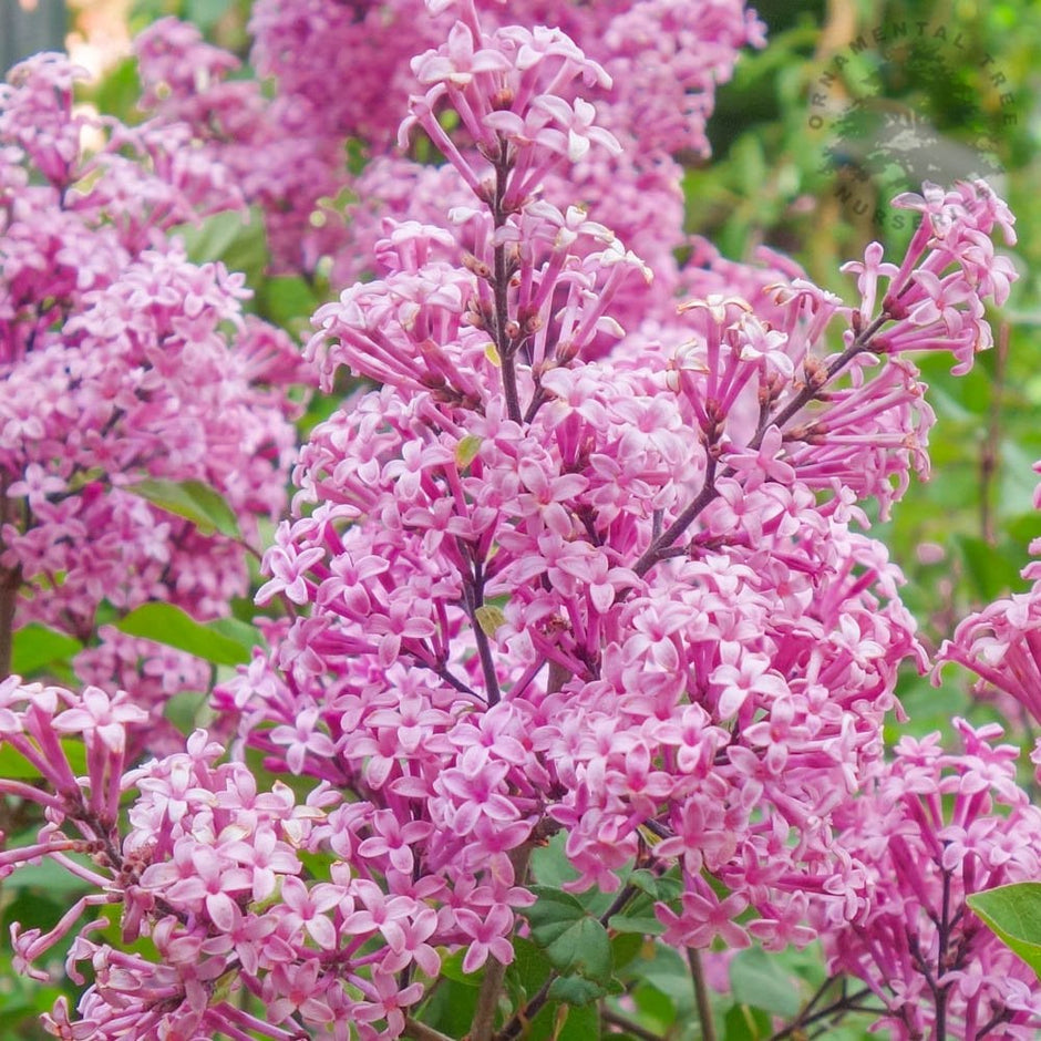 Lilac Trees & Bushes | Syringa For Sale | Ornamental Trees