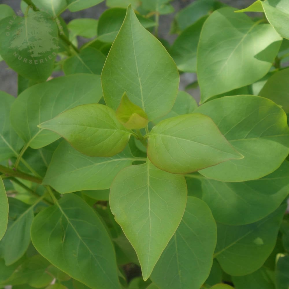 Syringa vulgaris 'Beauty Of Moscow' tree