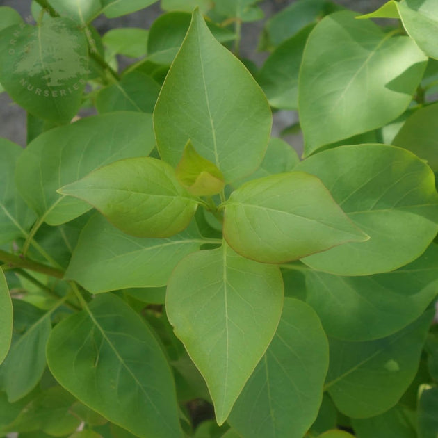 Syringa vulgaris 'Beauty Of Moscow' tree