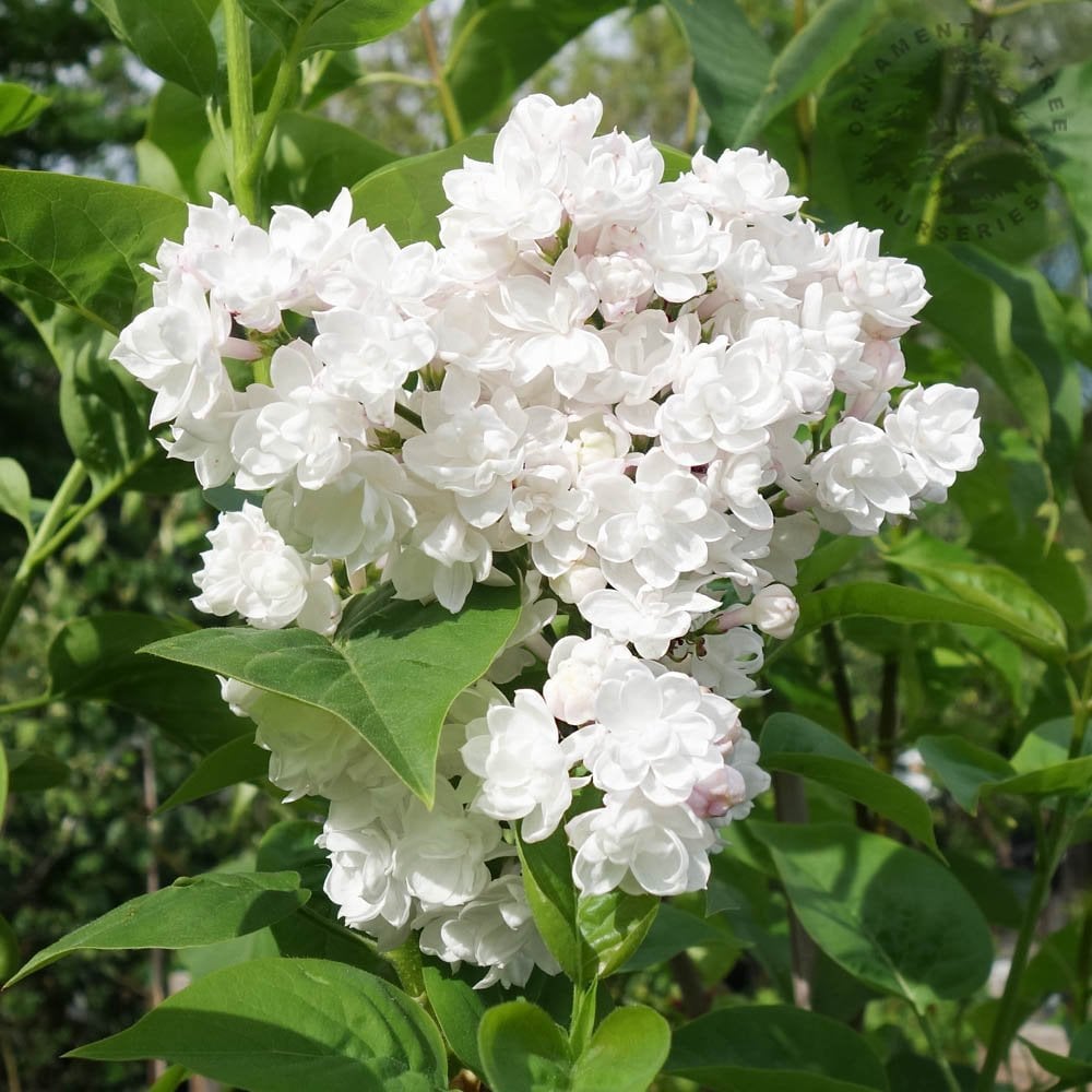 Lilac Trees & Bushes | Syringa For Sale | Ornamental Trees