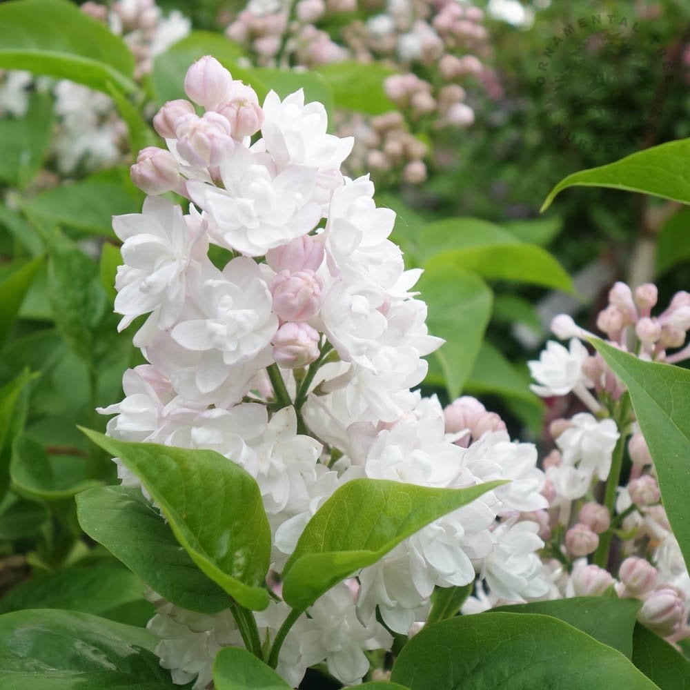 Syringa vulgaris 'Beauty Of Moscow' Lilac flowers