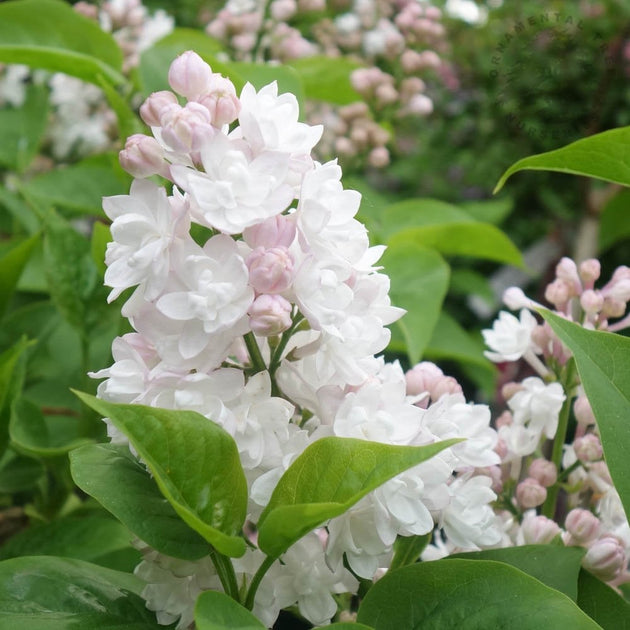Syringa vulgaris 'Beauty Of Moscow' Lilac flowers