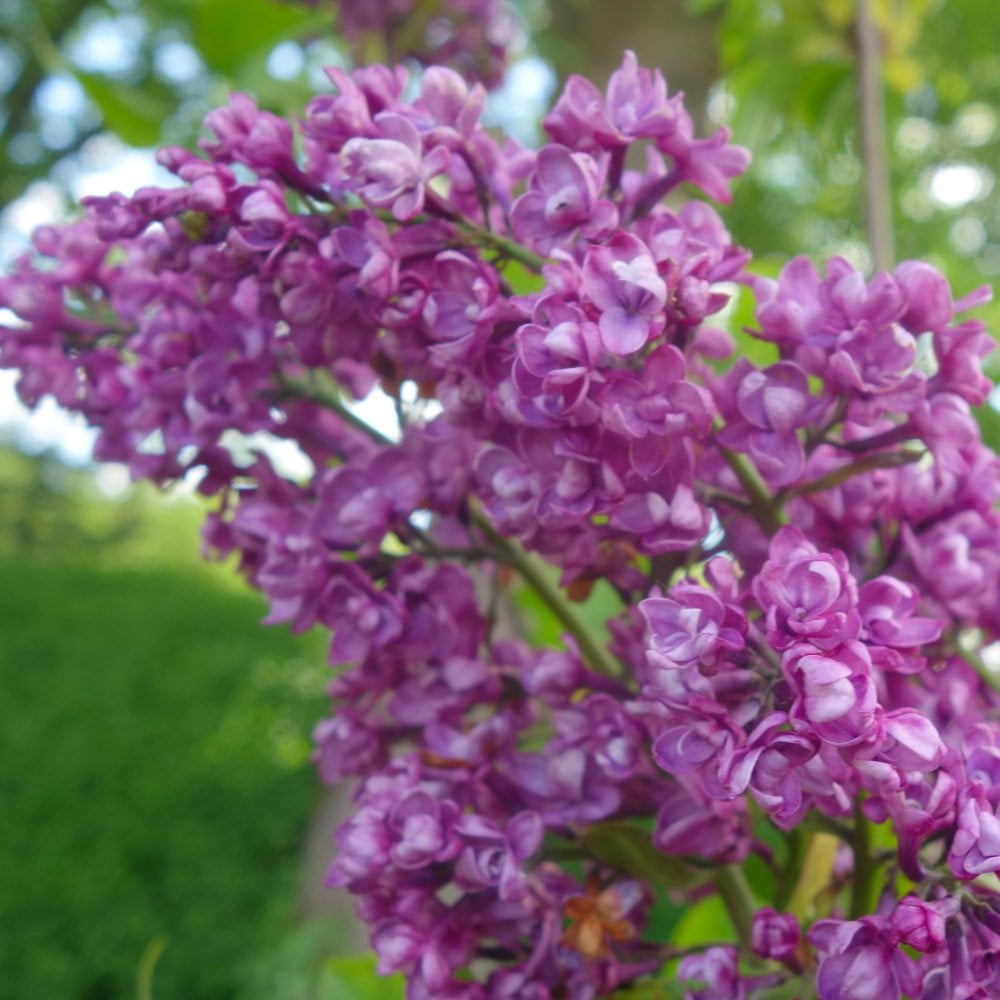 Lilac Trees & Bushes | Syringa For Sale | Ornamental Trees