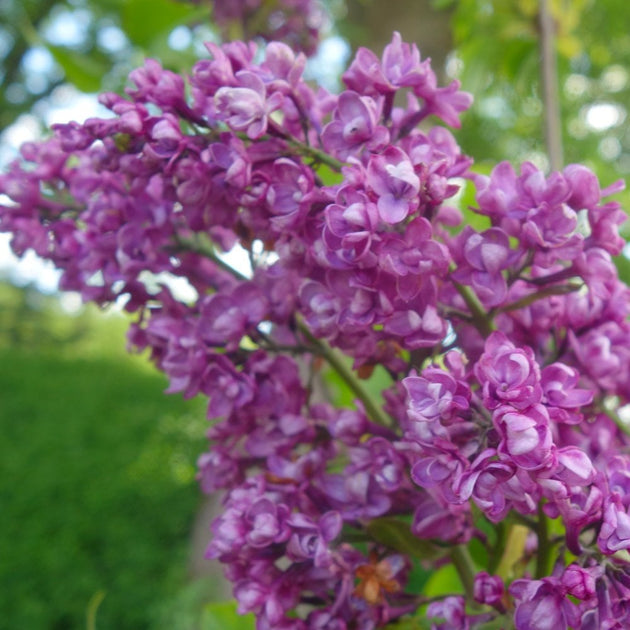 Syringa Tree Roots Syringa vulgaris Charles Joly | Lilac Tree & Shrub | Ornamental Trees