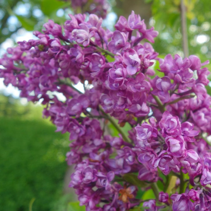Syringa vulgaris Sensation | Purple Lilac Bushes | Ornamental Trees