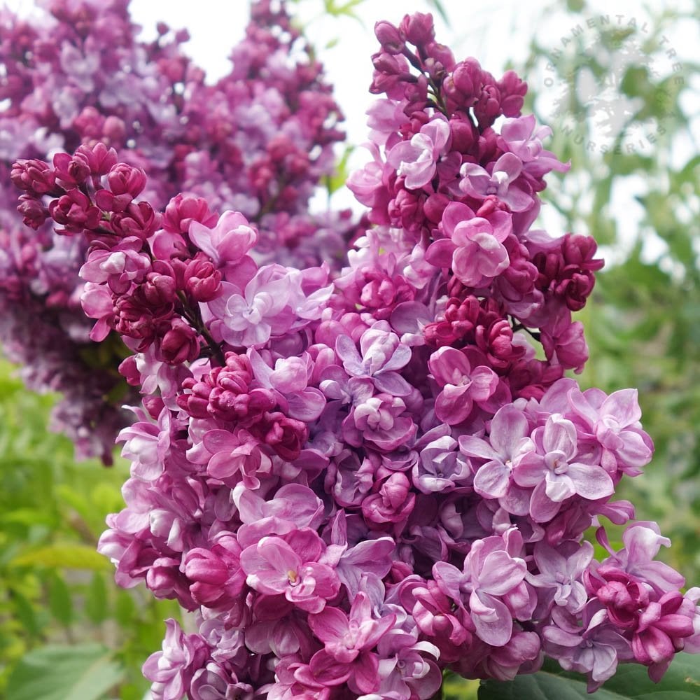 Lilac Trees & Bushes | Syringa For Sale | Ornamental Trees