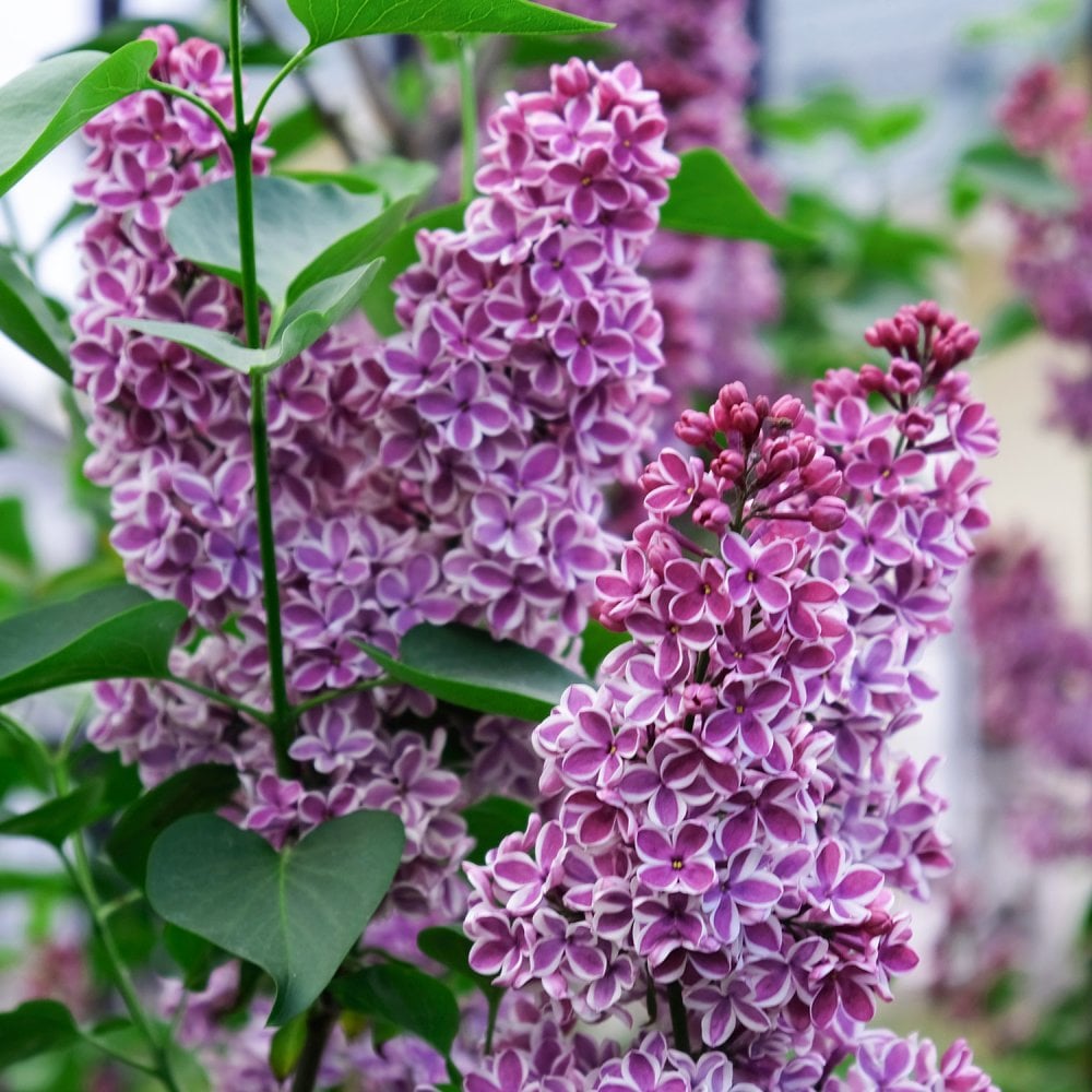 Syringa vulgaris Sensation | Purple Lilac Bushes | Ornamental Trees