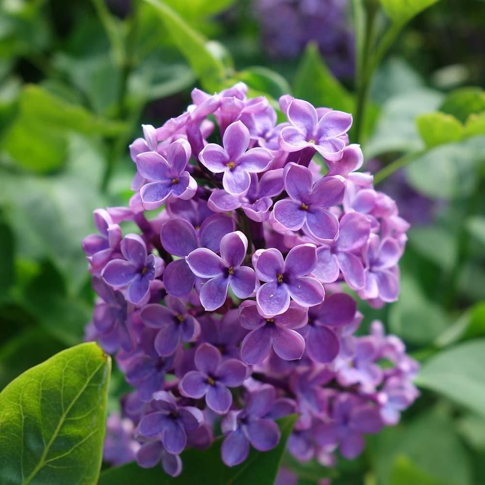 Syringa vulgaris Souvenir de Louis Spaeth | Lilac Tree | Ornamental Trees