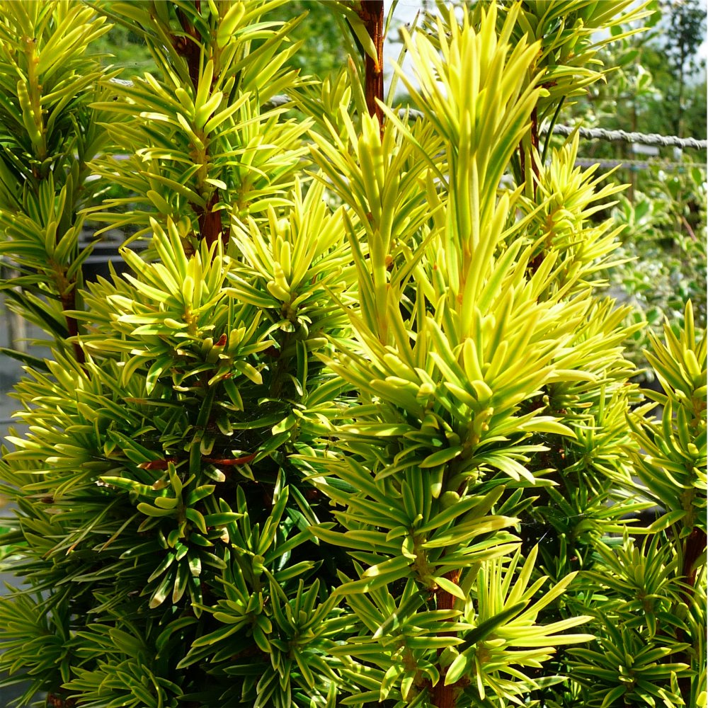 Taxus Baccata Fastigiata Aurea Golden Irish Yew Ornamental Trees taxus-baccata-fastigiata-aurea-golden-irish-yew-ornamental-trees