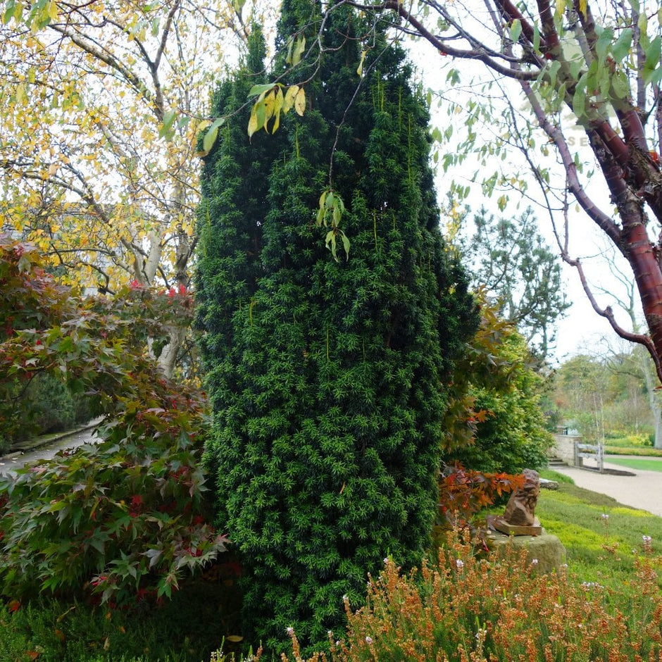 Trees For Shade | Trees That Grow In Shade | Ornamental Trees