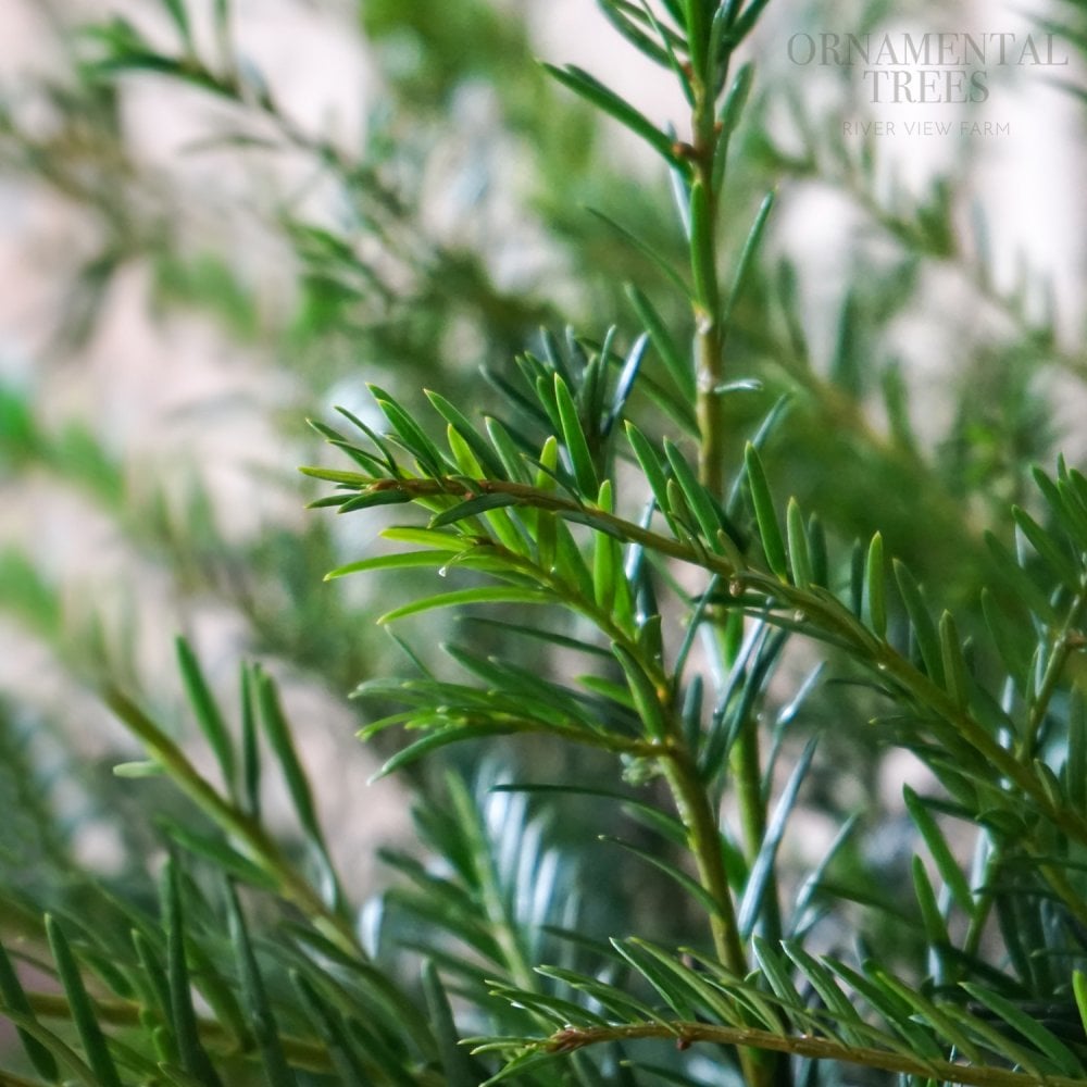Taxus baccata English Yew foliage