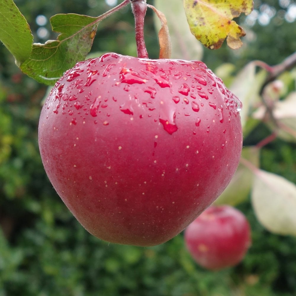 Tickled Pink Apple Tree | Self Fertile Red Apples | Ornamental Trees