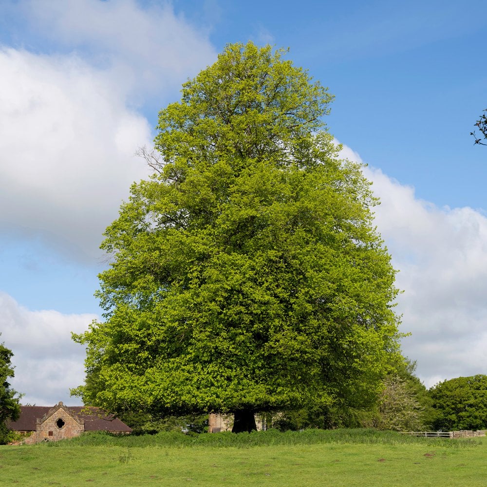 Tilia × europaea