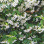 Star Jasmine climber