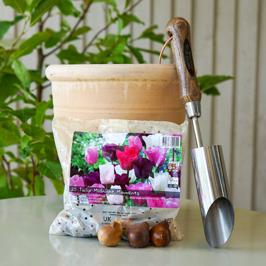 Midnight Moments Tulip Bulb Mix packet