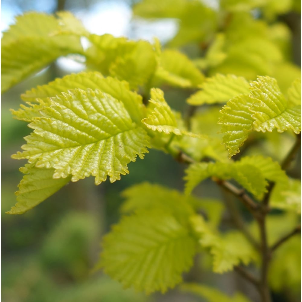 Ulmus x hollandica Wredei | Buy Golden Elm Trees | Ornamental Trees