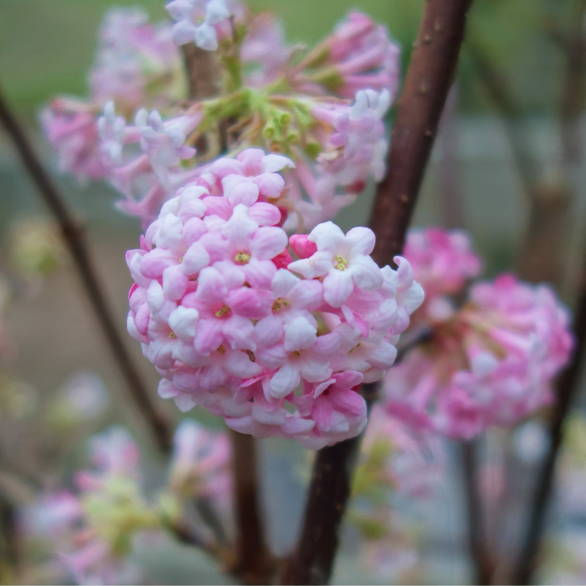 Viburnum Bodnantense Dawn Winter Flowering Shrub Ornamental Trees viburnum-bodnantense-dawn-winter-flowering-shrub-ornamental-trees