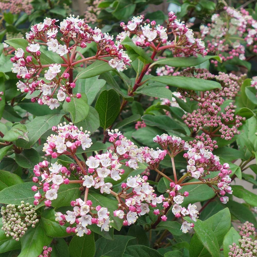 Viburnum Tinus Eve Price Shrub Evergreen Viburnum Ornamental Trees viburnum-tinus-eve-price-shrub-evergreen-viburnum-ornamental-trees