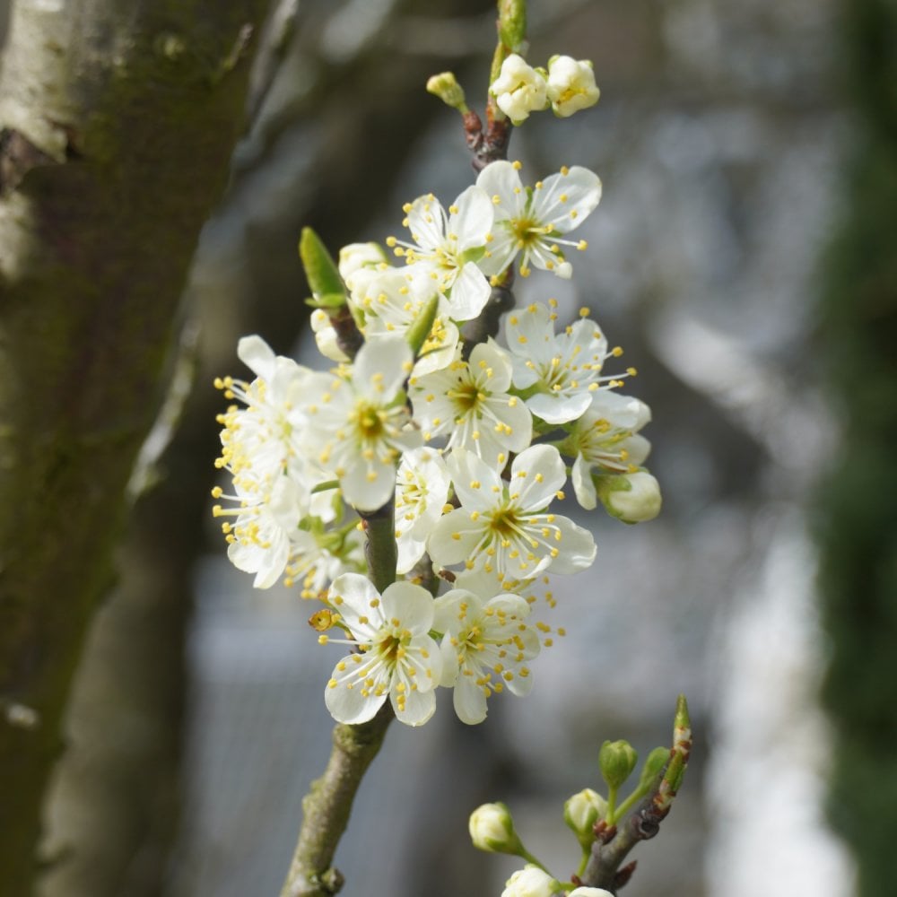 Victoria Plum Tree | Prunus domestica Victoria For Sale | Ornamental Trees