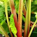 Plant, 20-40cm, 3L pot