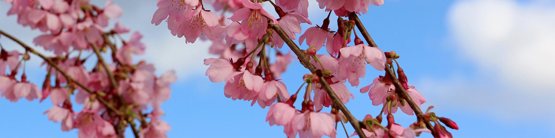 Weeping Prunus cherry blossom