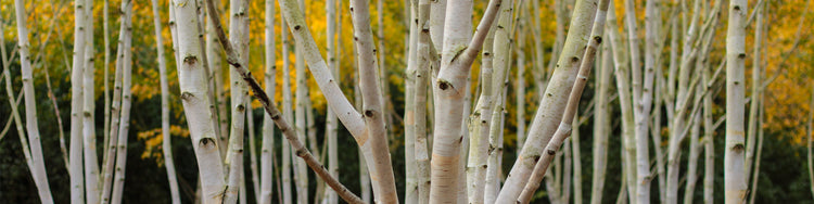 White Birch trees