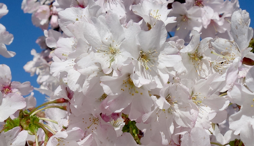 White Flowering Cherry Blossom Trees | Ornamental Trees – Page 2