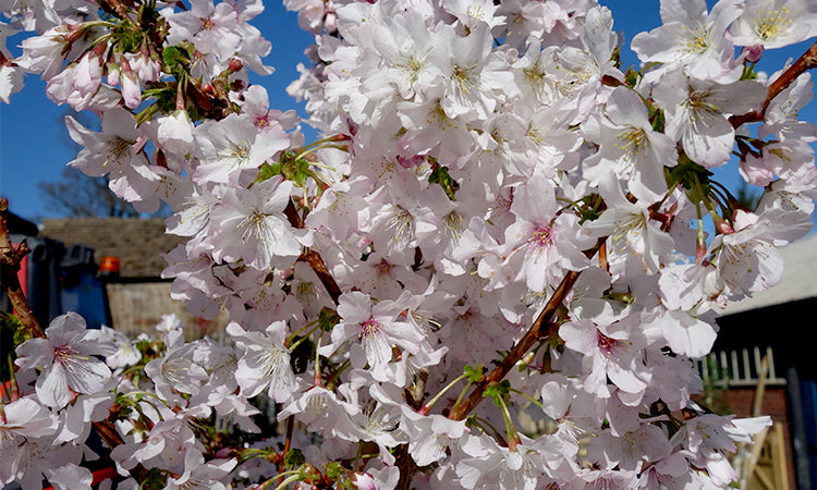 White Cherry blossom