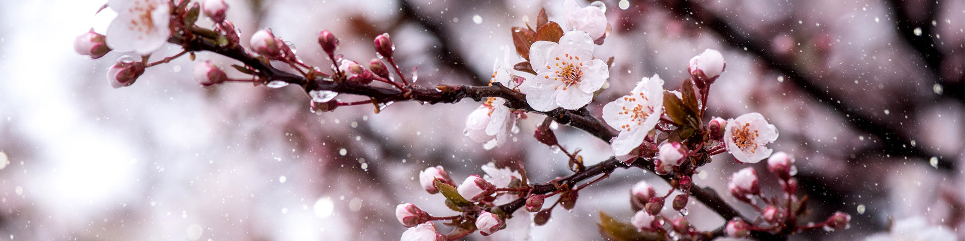 Winter flowering cherry in snow