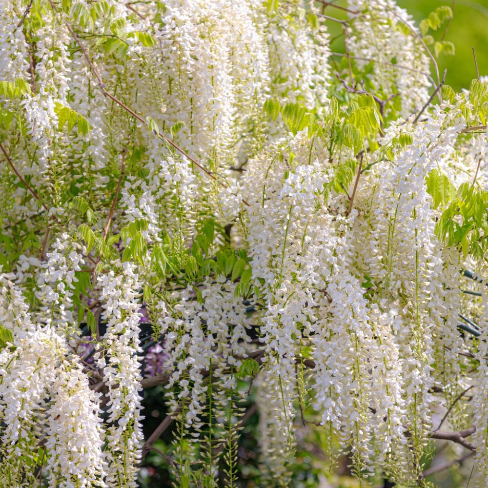 Wisteria floribunda Alba | White Japanese Wisteria | Ornamental Trees