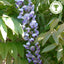 Wisteria floribunda 'Burford' tree