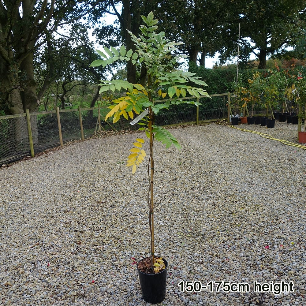 Climbing Wisteria floribunda 'Burford' tree 7.5L