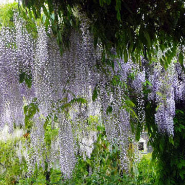Wisteria floribunda Multijuga tree